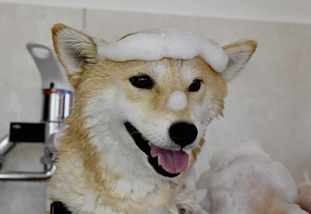 刺激を抑えたシャンプー