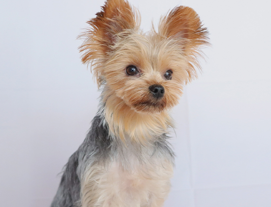 「年齢が理由で断られてしまった」という方へ