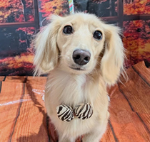 やさしいケアにこだわるトリミングサロンDOG SALON CHOCO