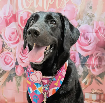 やさしいケアにこだわるトリミングサロンDOG SALON CHOCO