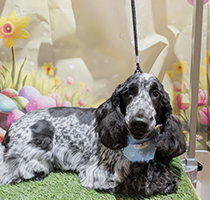 やさしいケアにこだわるトリミングサロンDOG SALON CHOCO