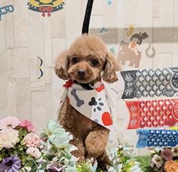 やさしいケアにこだわるトリミングサロンDOG SALON CHOCO