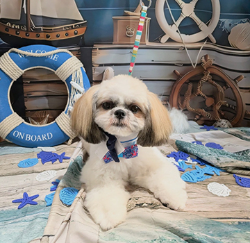 やさしいケアにこだわるトリミングサロンDOG SALON CHOCO