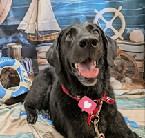 やさしいケアにこだわるトリミングサロンDOG SALON CHOCO